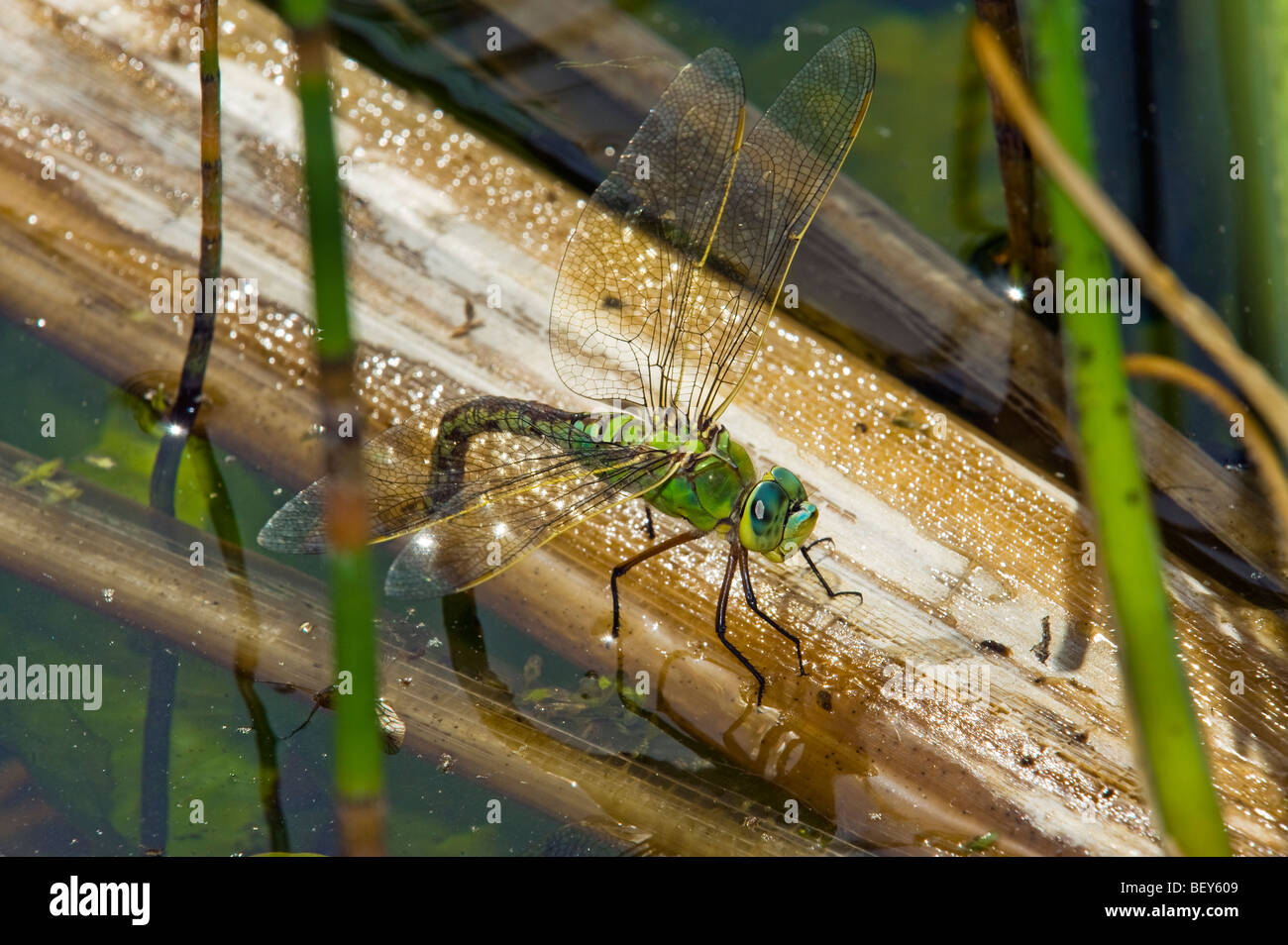 Il verde blu marrone dragon fly dragonfly riproduzione di posa delle uova in acqua impianto big dragon fly uovo seduta dragonfly stagno Foto Stock