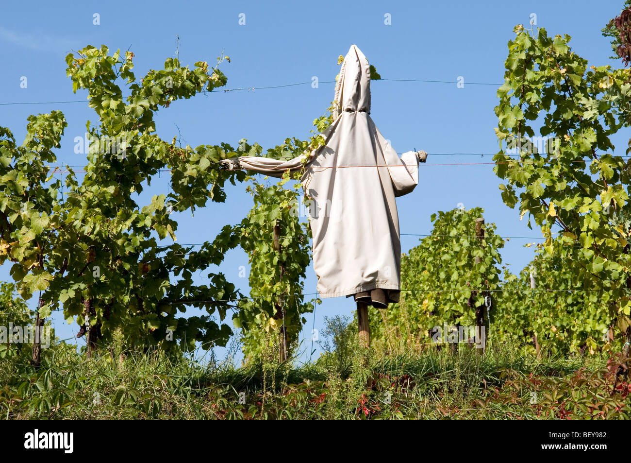 Lo Spaventapasseri vicino a un vigneto Foto Stock