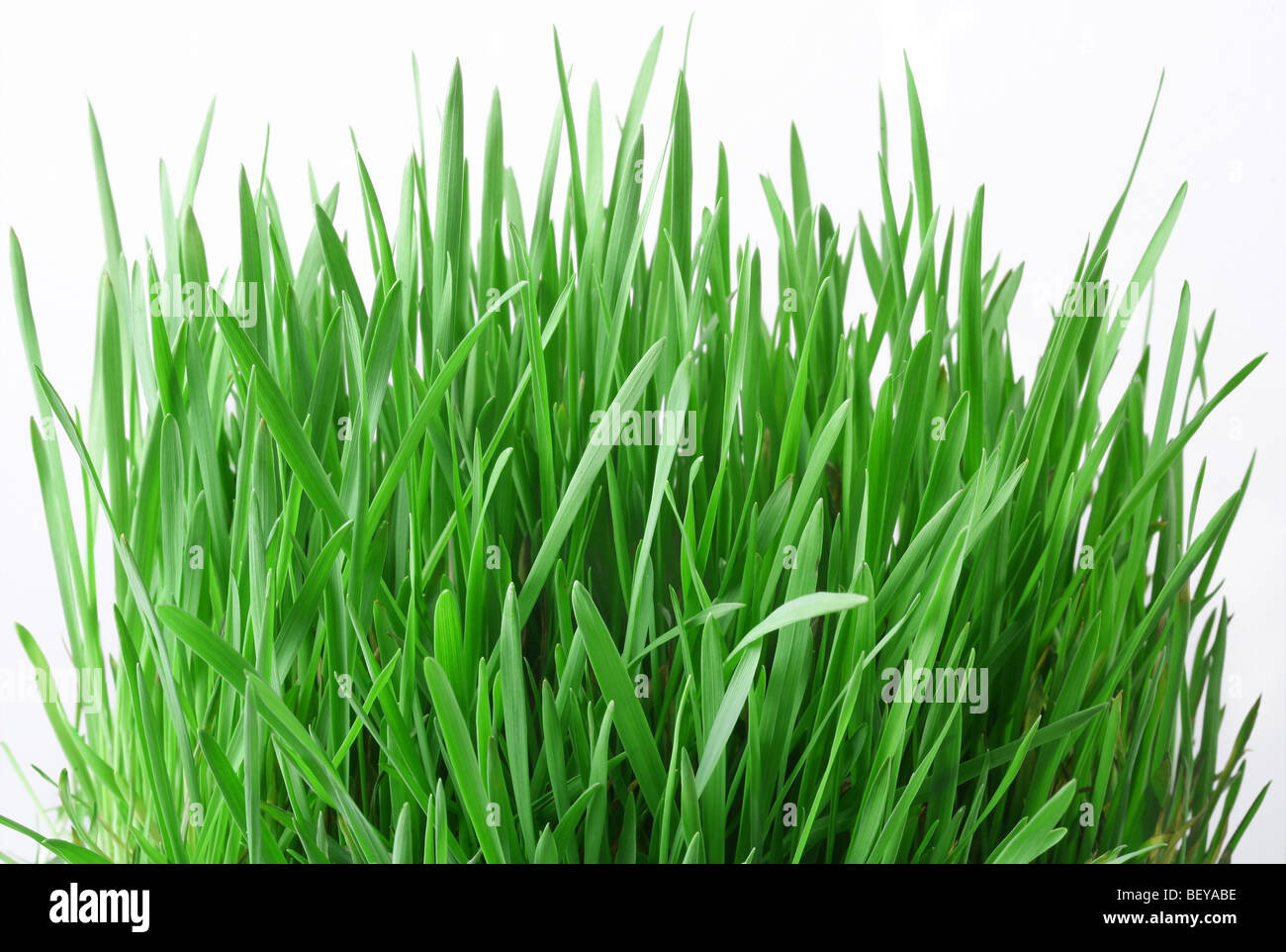 Erba verde su sfondo bianco Foto Stock