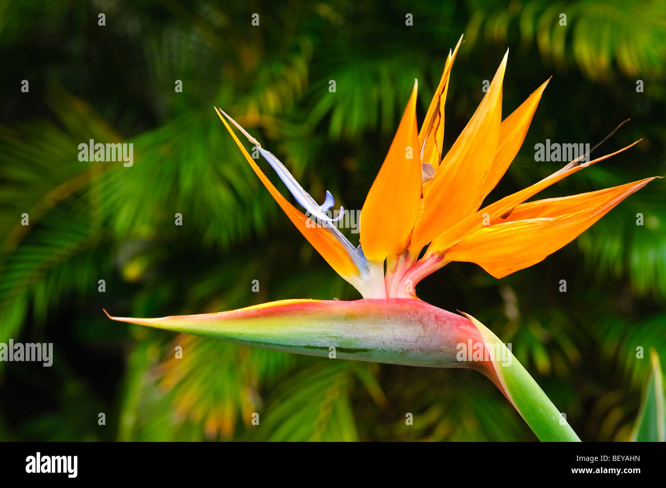 Uccello del paradiso fiore Big Island delle Hawaii. Foto Stock