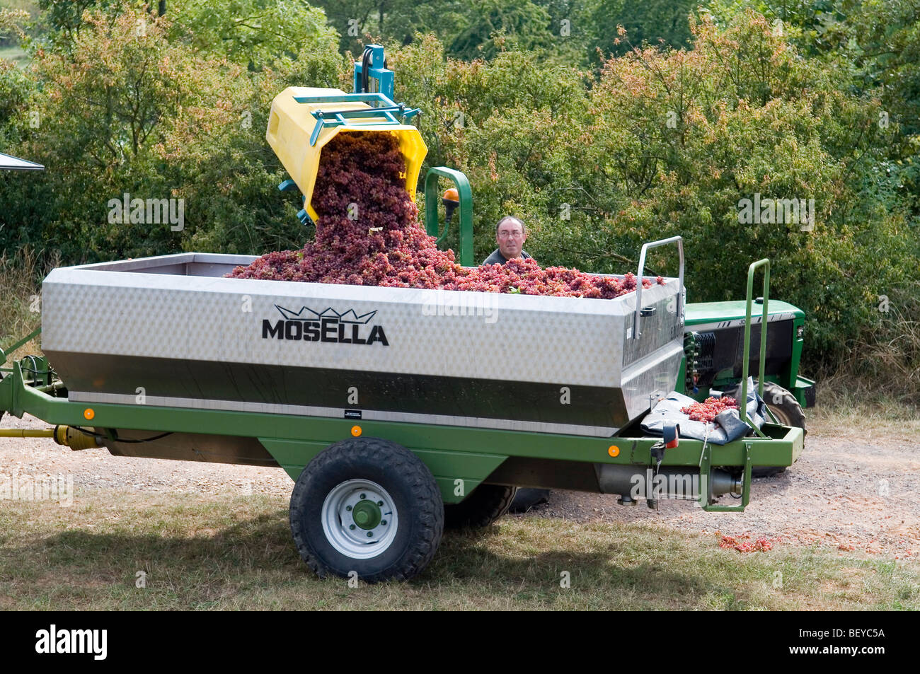 Agricoltore la raccolta di uve per il trasporto in cantina per fare il