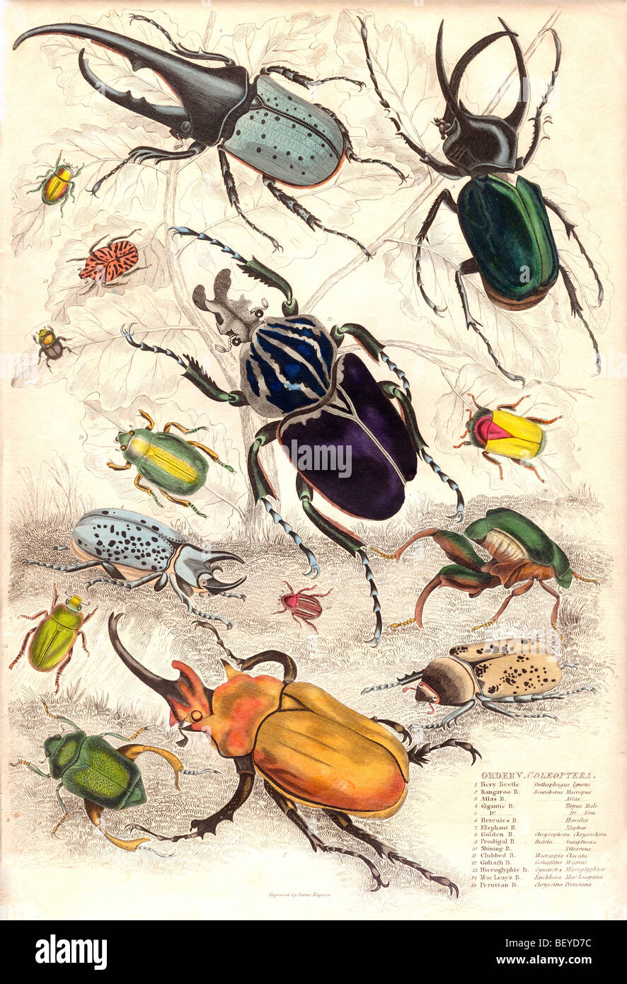 Coleotteri colorati stampa - coleoptera Foto Stock