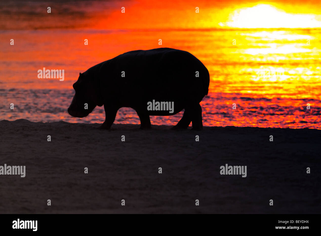 Ippona (Hippopotamus amphibius) silhouette al tramonto in Africa. Foto Stock