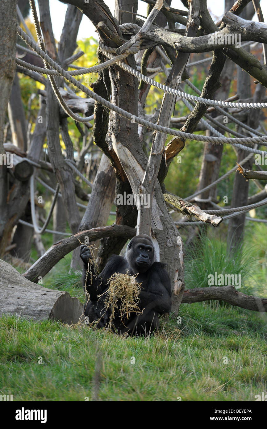 Gorilla presso lo Zoo di Londra Foto Stock