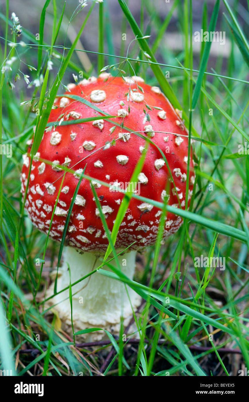 Fly amanita veleno - fungo velenoso Foto Stock