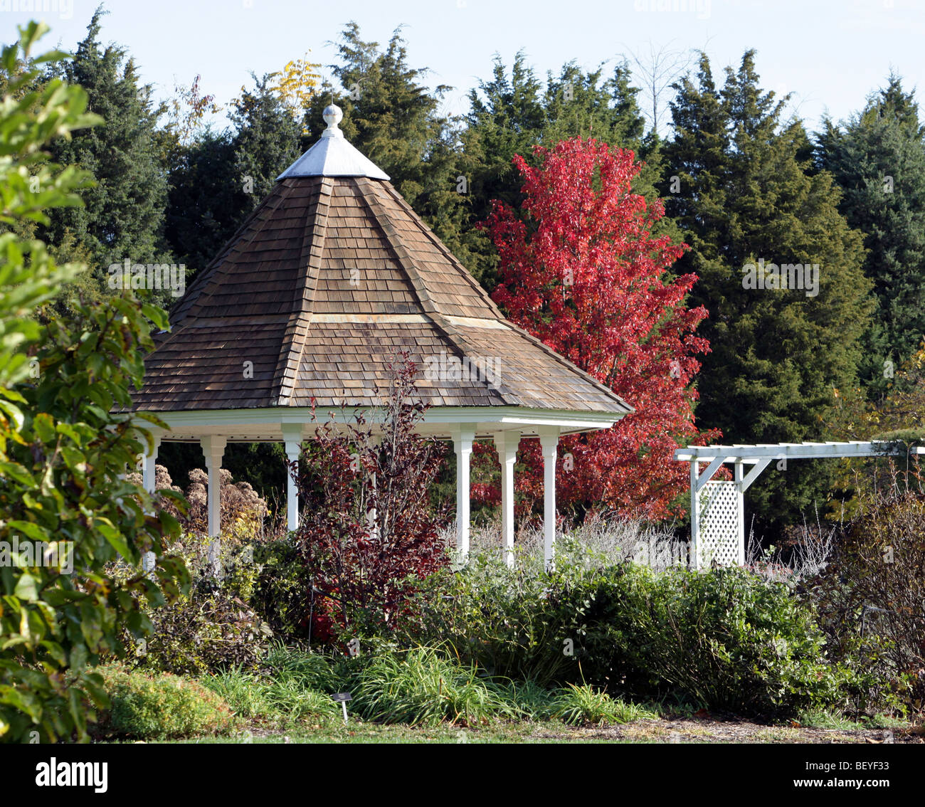Un ampio giardino con gazebo callery pear tree pyrus calleryana aristocratico rosacee con foglie modificate per un autunno luminoso rosso. Foto Stock