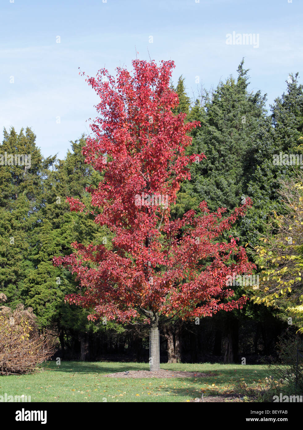 Un callery pear tree pyrus calleryana aristocratico rosacee con foglie modificate per un autunno luminoso rosso. Girato con sempreverdi. Foto Stock