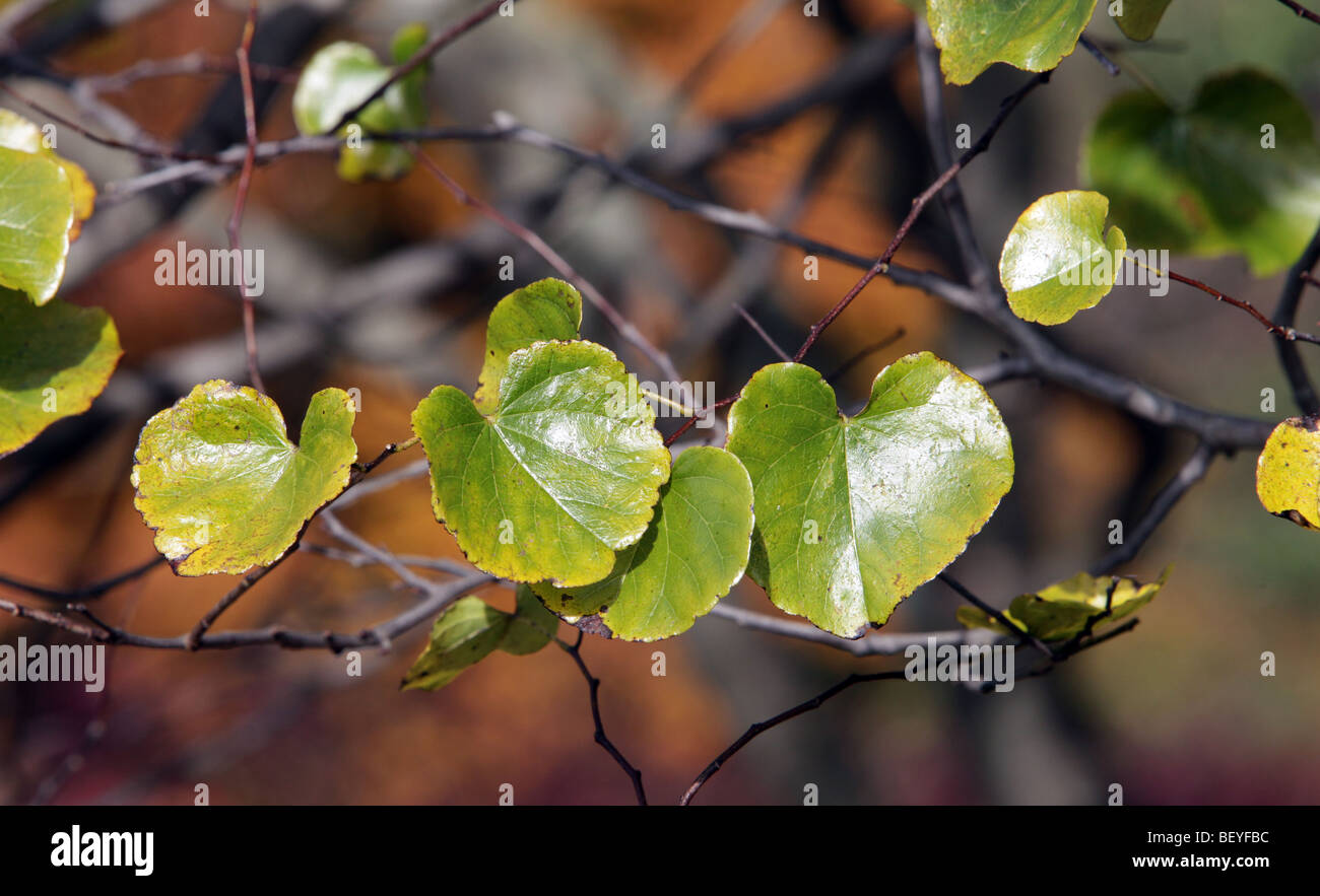 La modifica di foglie di autunno di un Oklahoma Red Bud tree cercis reniformis. Le foglie sono verdi con un bordo giallo. Foto Stock