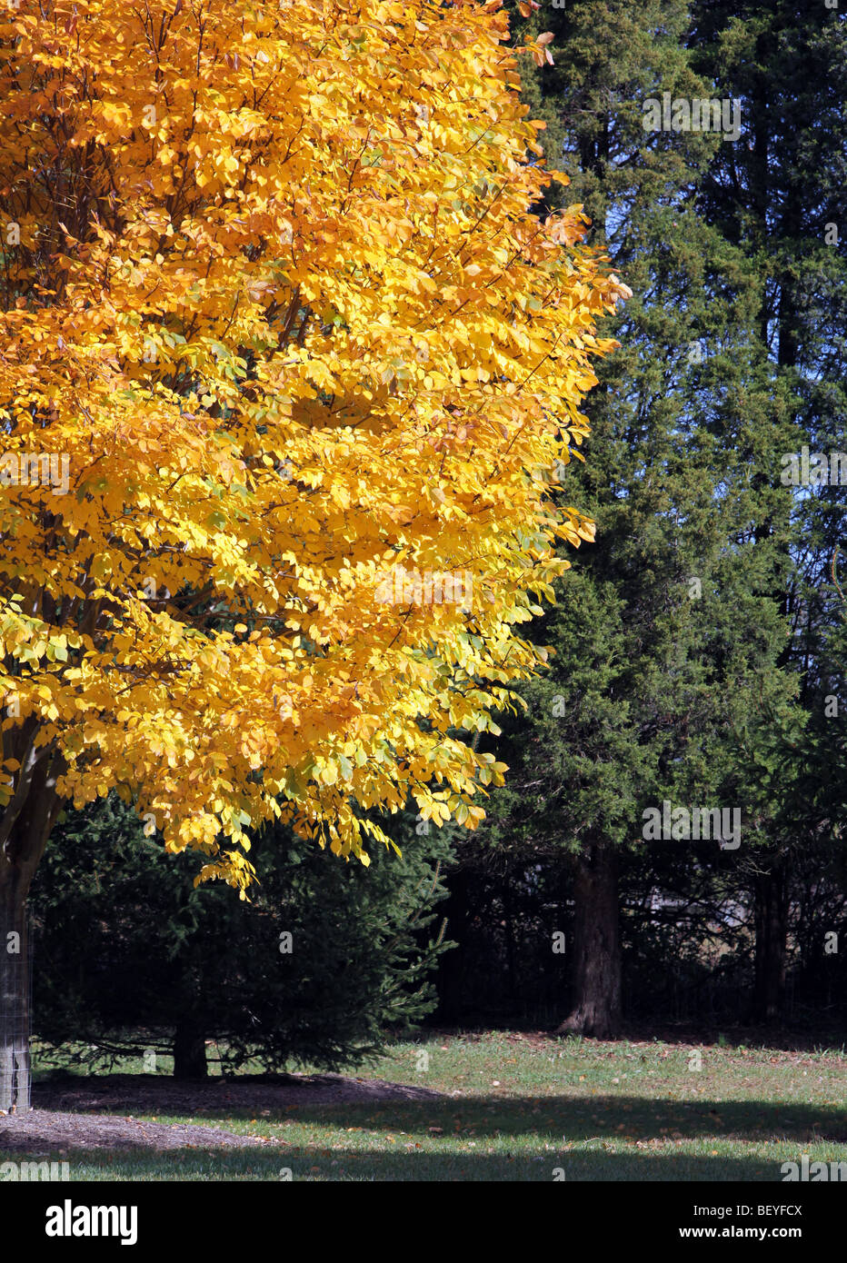 Un Yellowwood cladrastis kentukea dolce ombra fabaceae catturato nel suo colore di autunno un colore molto luminoso giallo Foto Stock