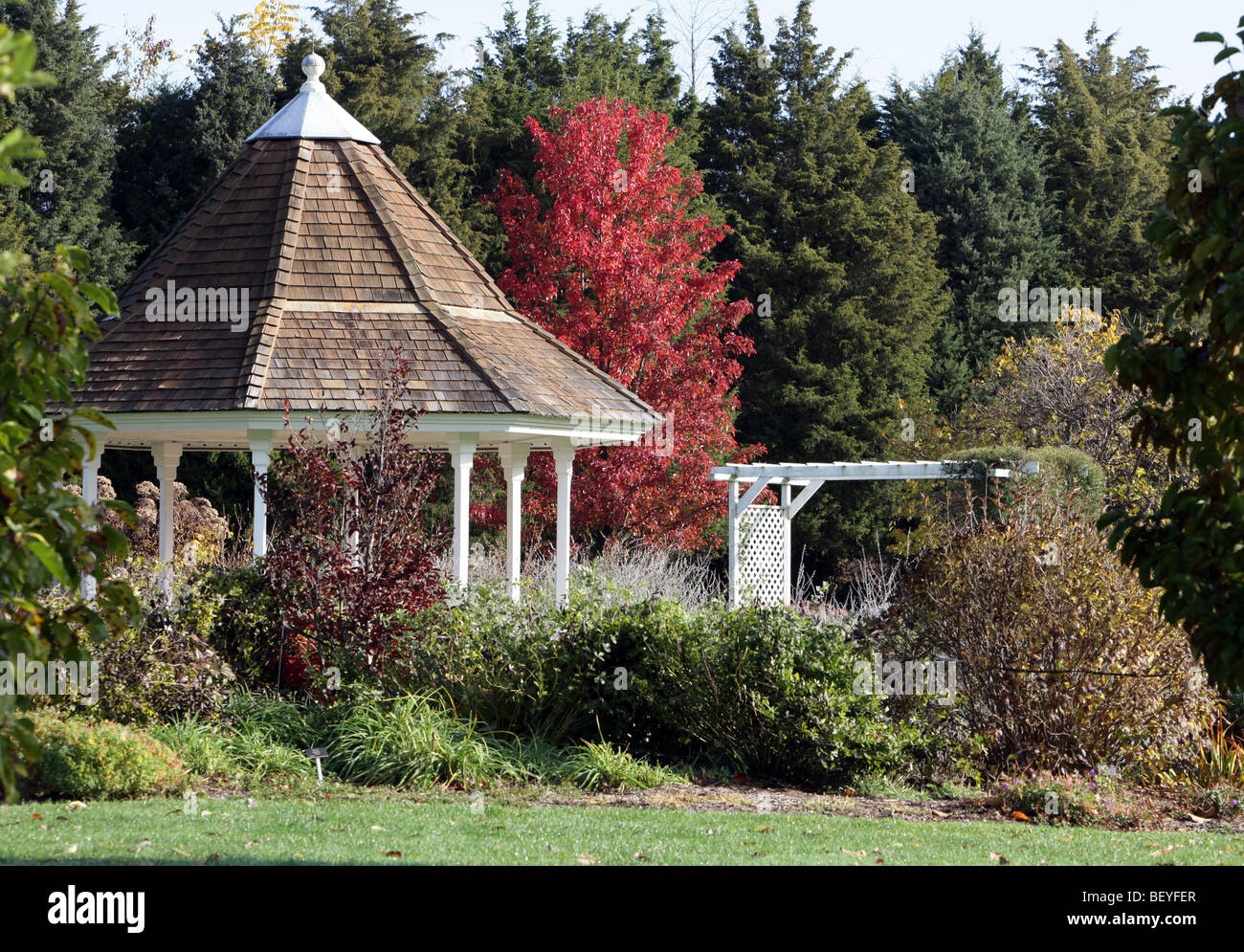 Un ampio giardino con gazebo callery pear tree pyrus calleryana aristocratico rosacee con foglie modificate per un autunno luminoso rosso. Foto Stock
