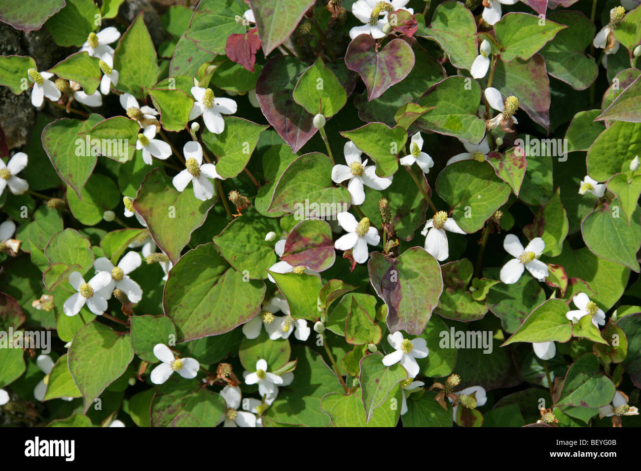 Impianto camaleonte, Houttuynia cordata, Saururaceae, Giappone, Corea, Cina del Sud e del sud-est asiatico. Foto Stock