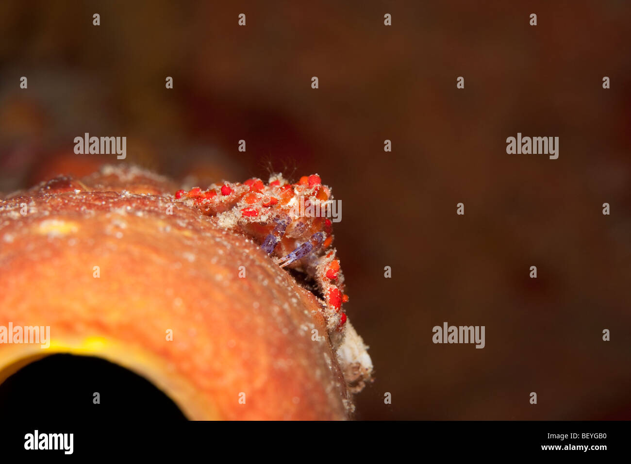 Lacrima criptico granchio (Pelia mutica) sul tubo giallo spugna (Aplysina fistularis) come visto in immersione notturna Foto Stock