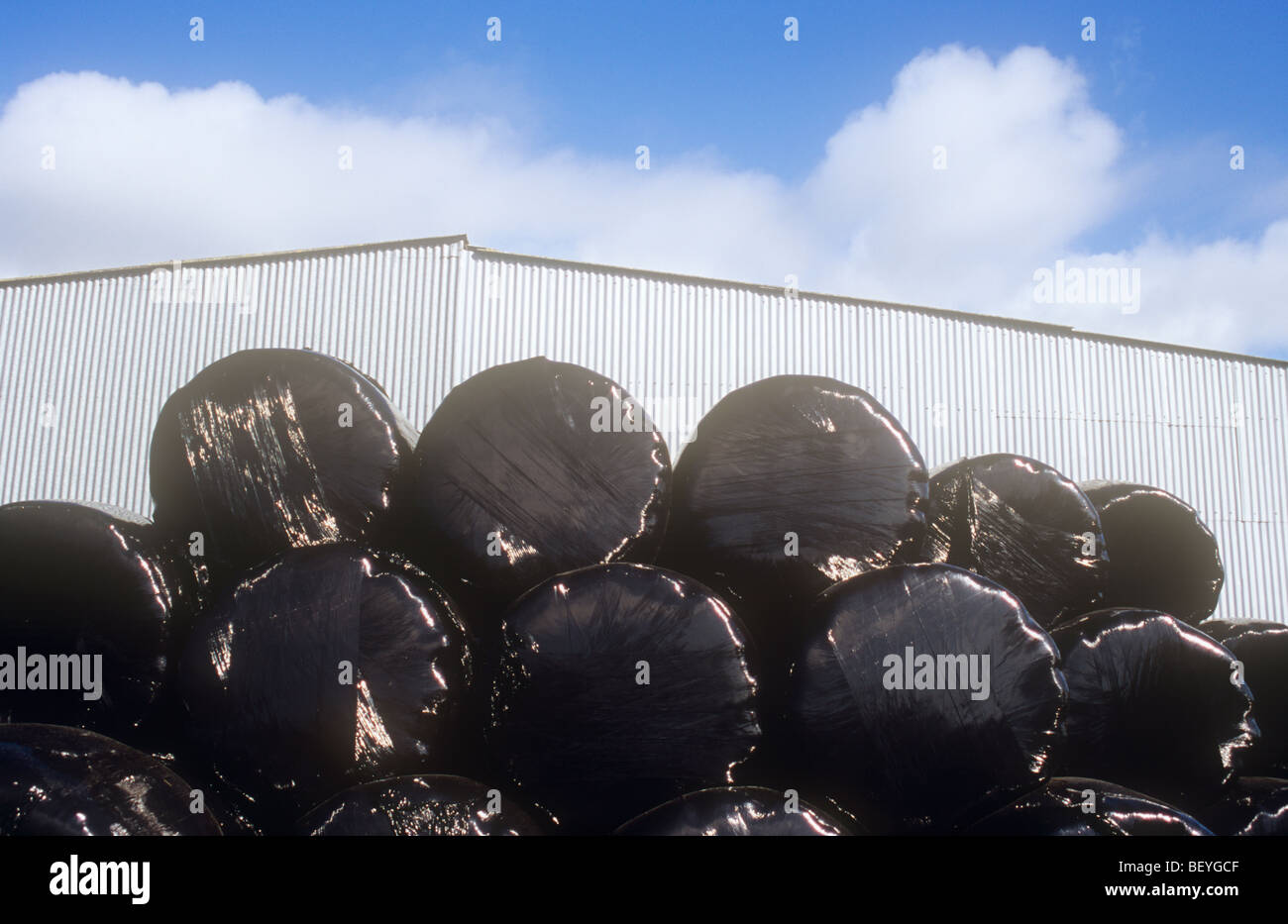 Estremità di sedici strettamente avvolto e sigillato di balle di insilato in plastica nera impilati nella parte anteriore del farm barn sotto il cielo blu Foto Stock