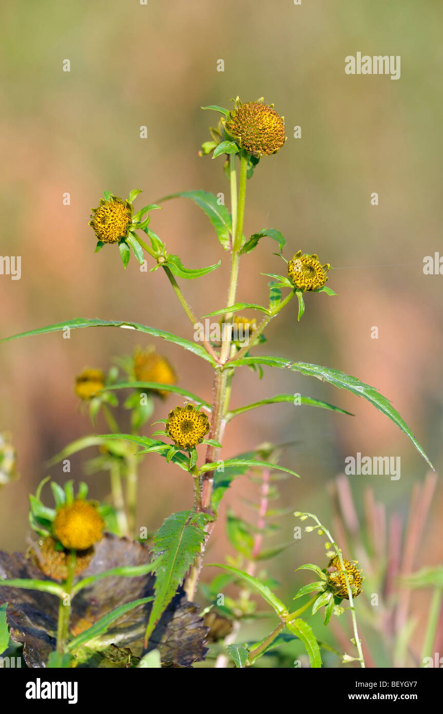 Annuendo Bur-calendula - Bidens cernua Foto Stock