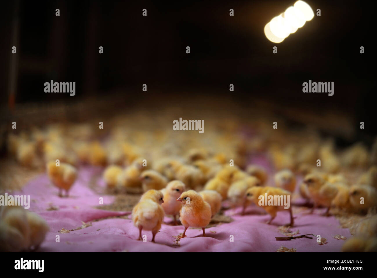 Polli pulcini poco dopo la consegna di un pollo FARM REGNO UNITO Foto Stock