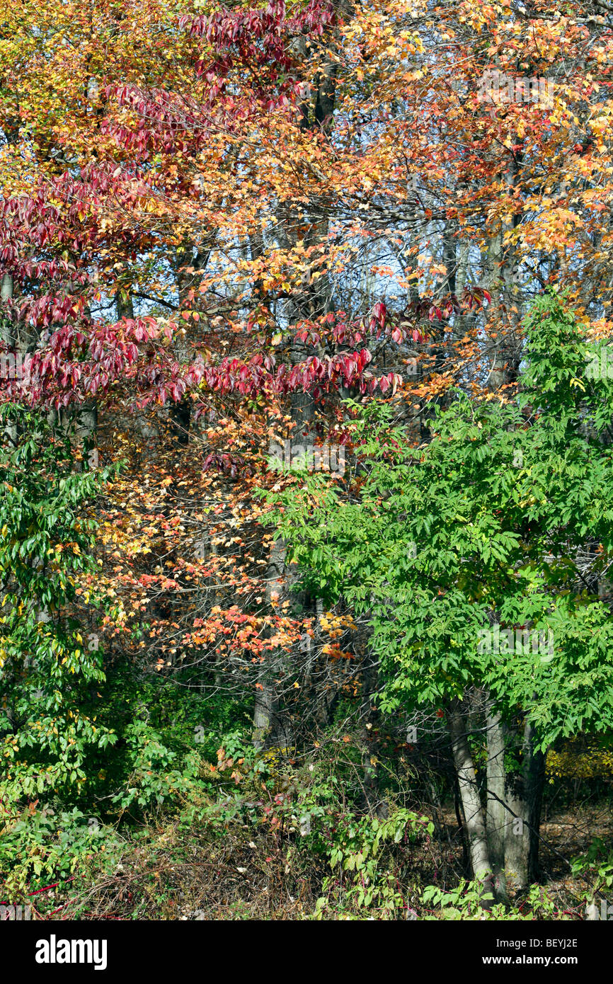 In autunno e le foglie degli alberi si cambia da verde a rosso e giallo Foto Stock