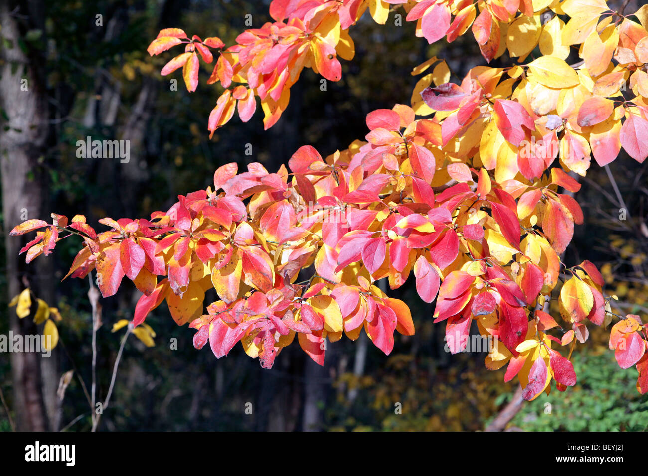 In autunno e le foglie degli alberi si cambia da verde a rosso e giallo Foto Stock