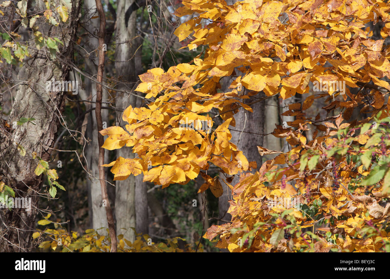 In autunno e le foglie degli alberi si cambia da verde a rosso e giallo Foto Stock