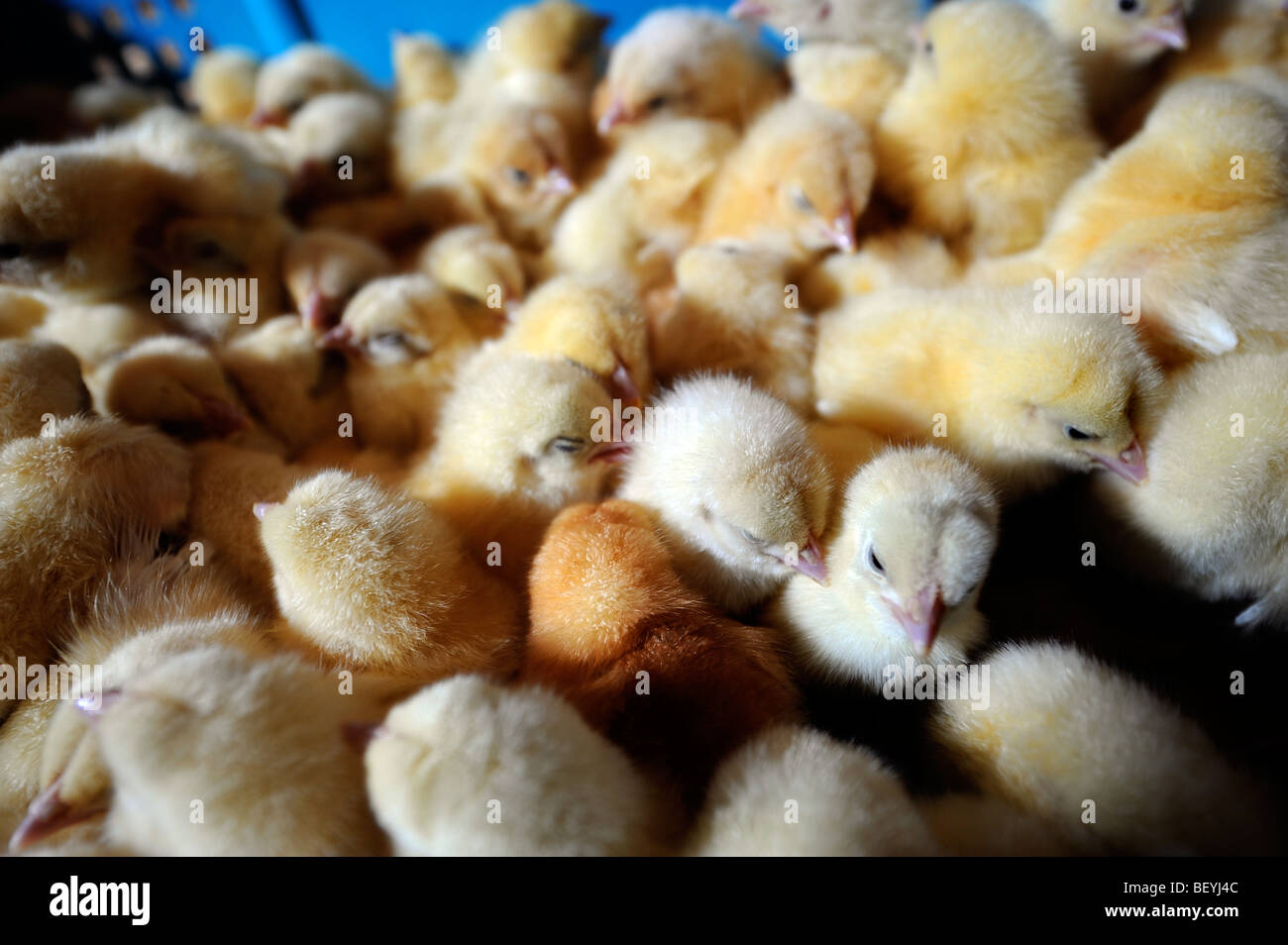 Polli pulcini poco dopo la consegna di un pollo FARM REGNO UNITO Foto Stock