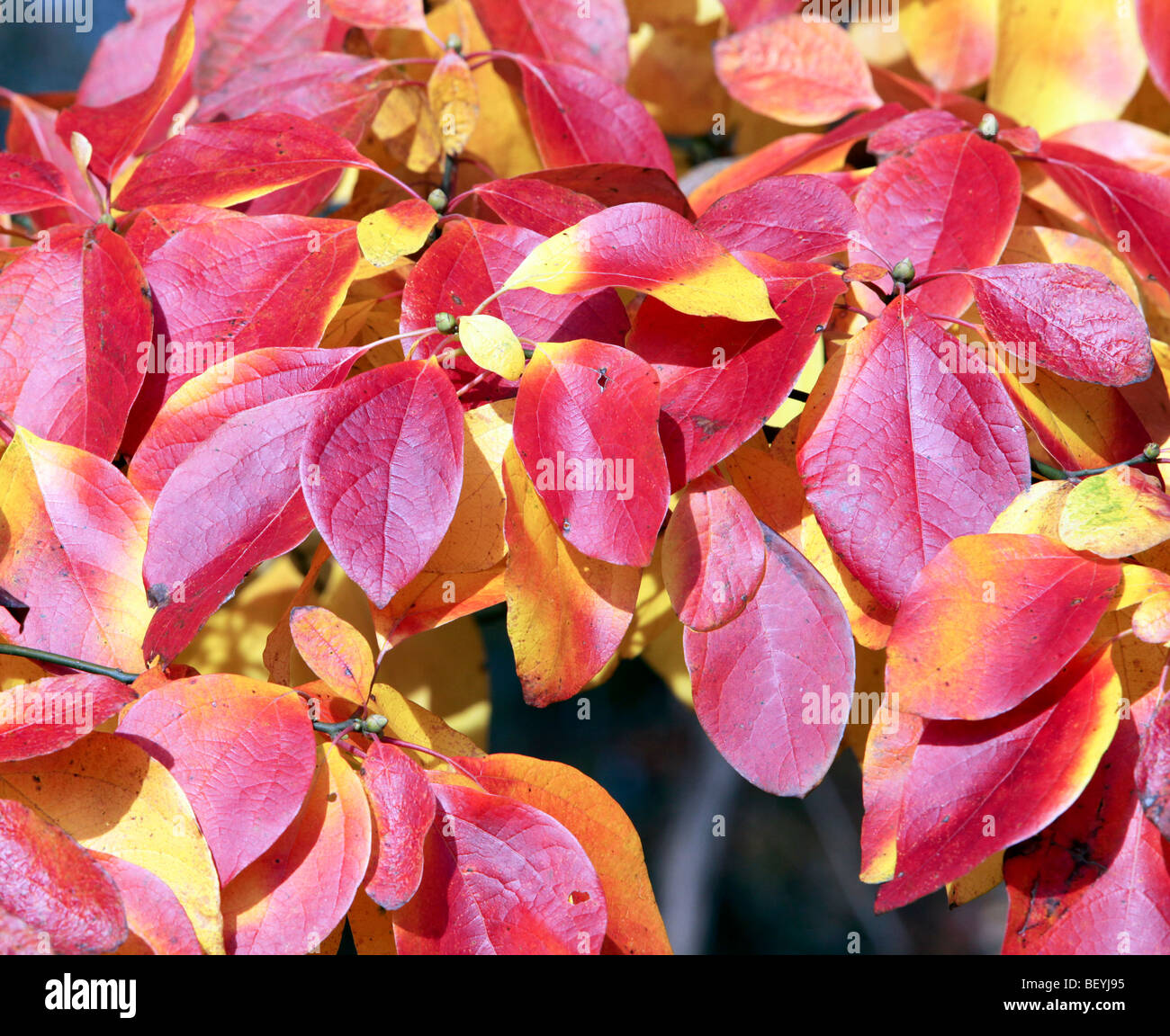 In autunno e le foglie degli alberi si cambia da verde a rosso e giallo Foto Stock