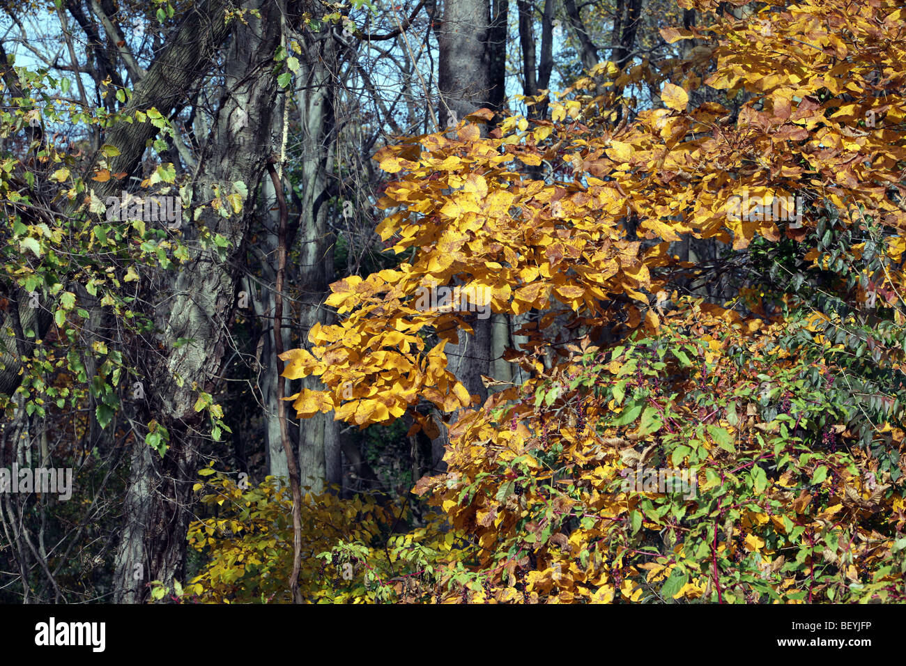 In autunno e le foglie degli alberi si cambia da verde a rosso e giallo Foto Stock