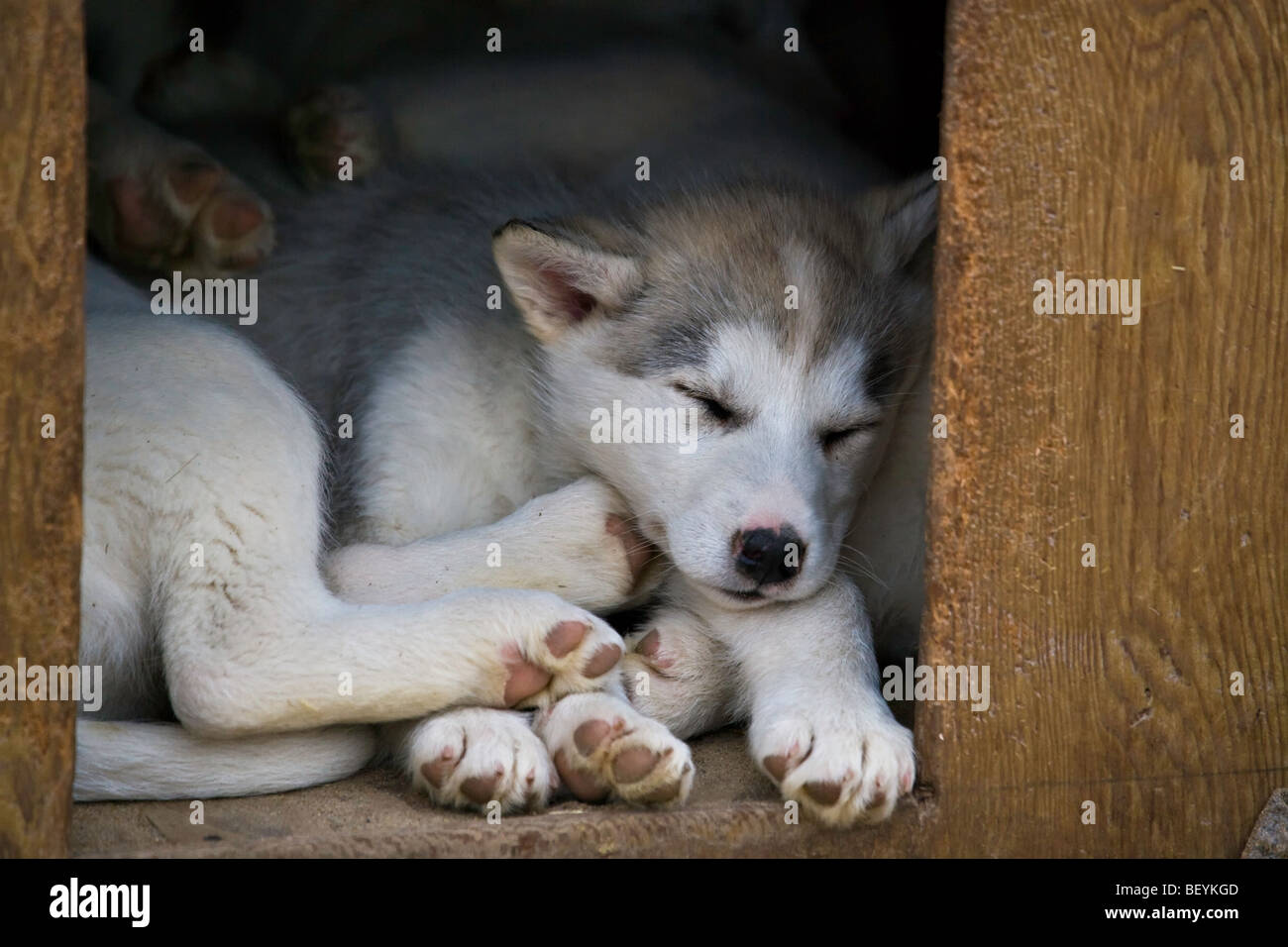 Canadian Eskimo cuccioli di cane, canis familiaris, nella città di Churchill, Manitoba, Canada. Foto Stock