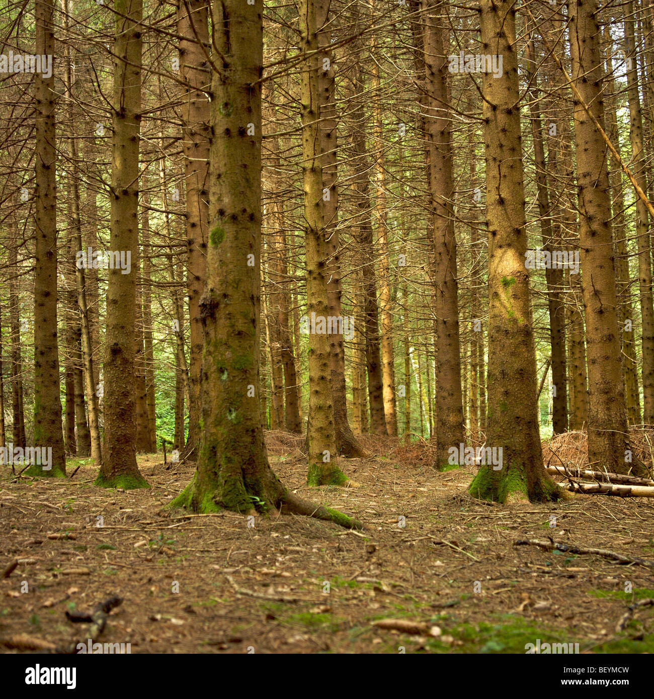 Tronchi di abete in un sottobosco. Foto Stock