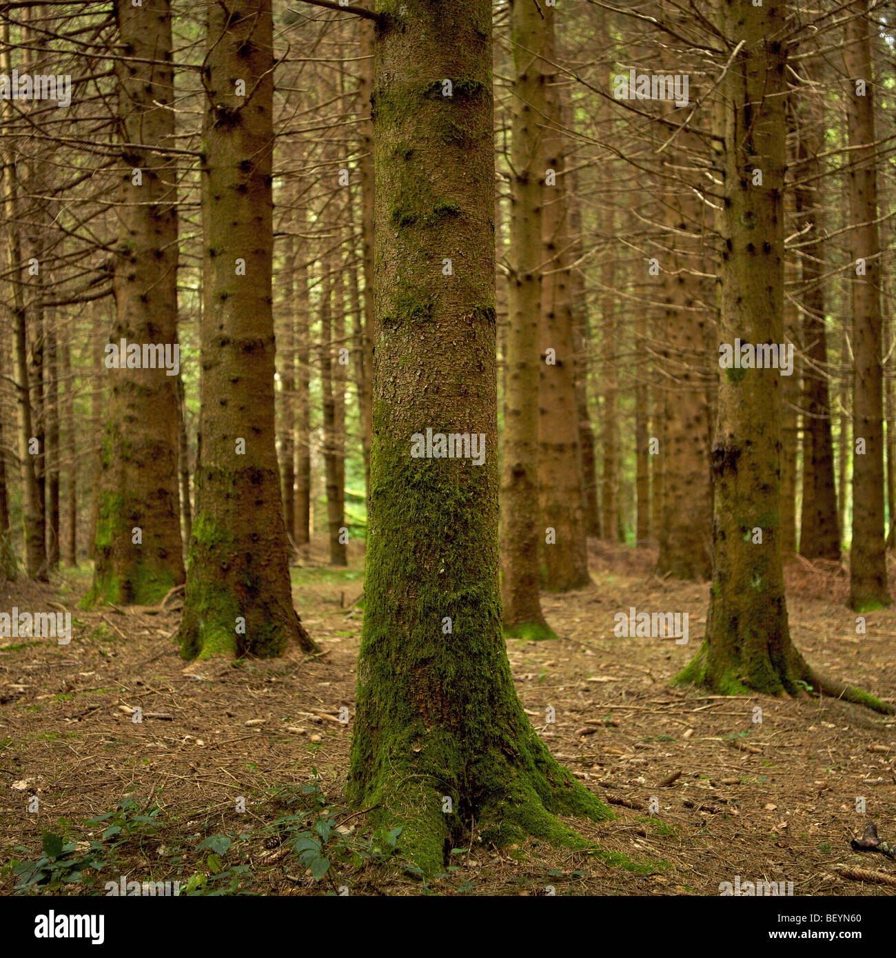 Gli alberi in una foresta di abeti Foto Stock