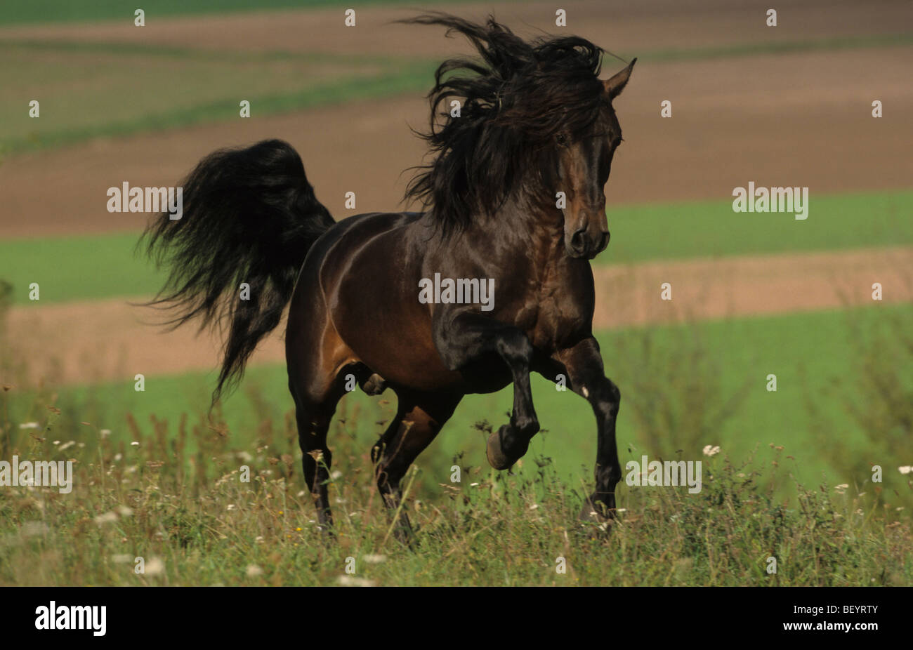 Cavallo andaluso (Equus caballus ferus), stallone al galoppo su un prato. Foto Stock