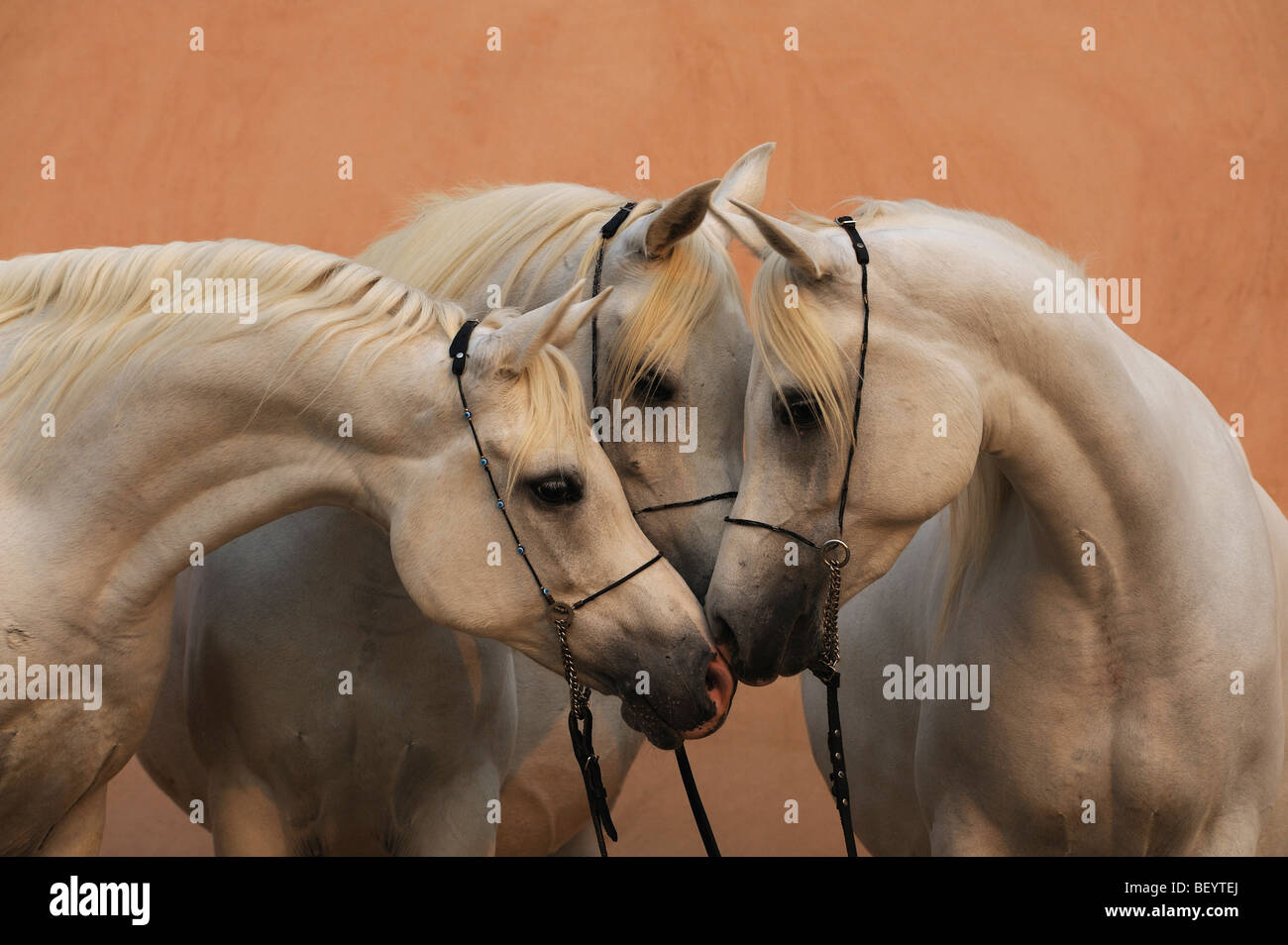 Arabian Horse (Equus caballus). Tre mares testa a testa, lo sniffing in corrispondenza di ogni altro. Foto Stock