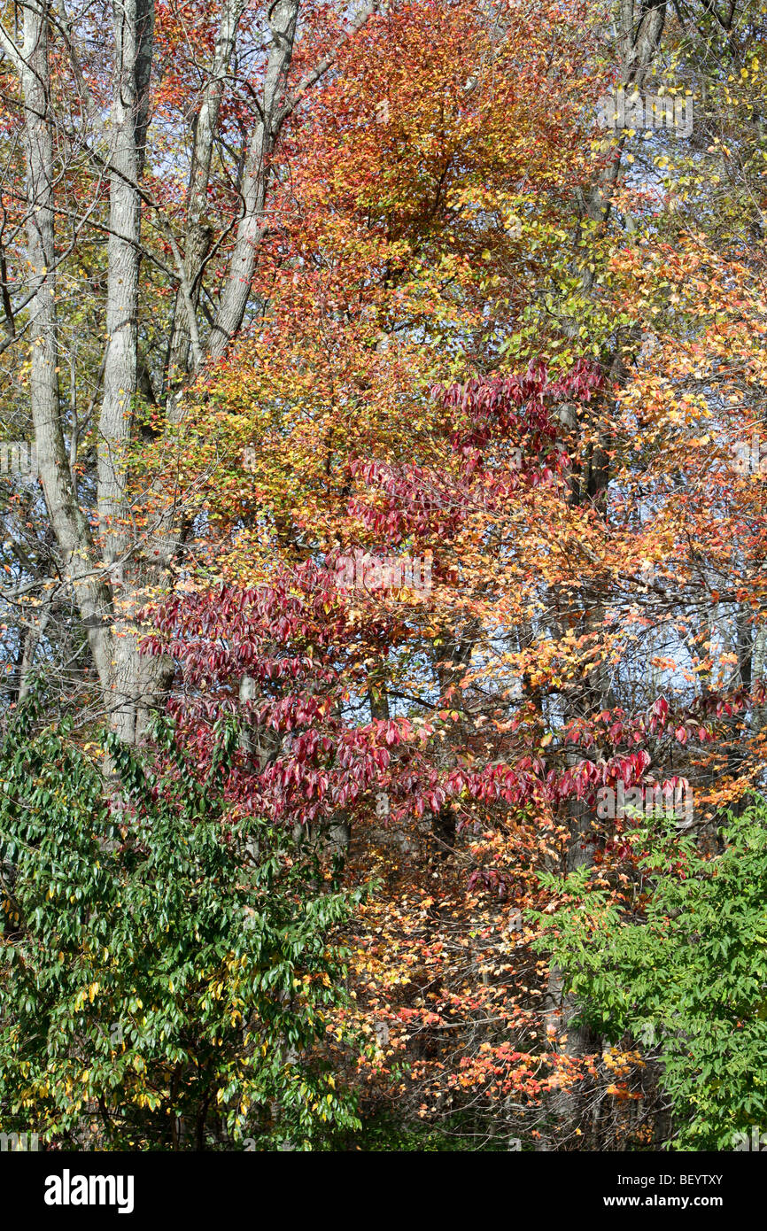 In autunno e le foglie degli alberi si cambia da verde a rosso e giallo Foto Stock