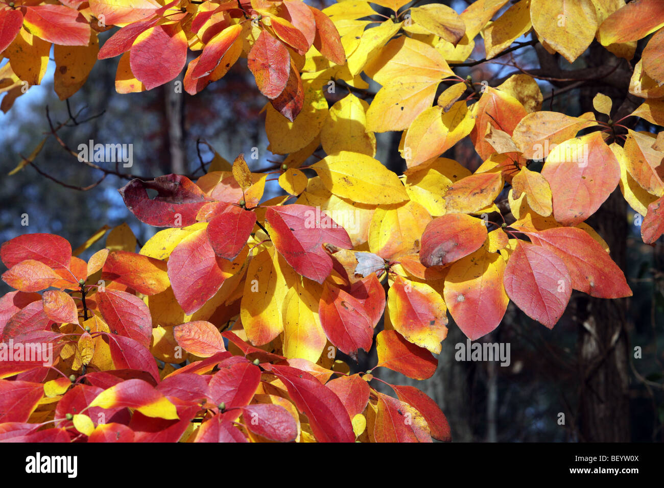 In autunno e le foglie degli alberi si cambia da verde a rosso e giallo Foto Stock