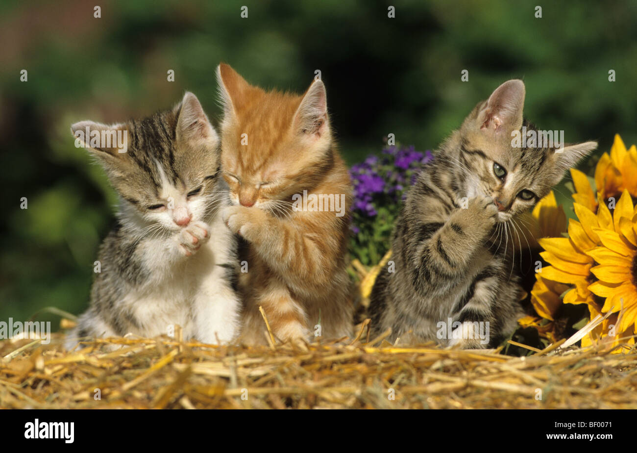Il gatto domestico (felis catus, Felis silvestris), razza: European Shorthair. Tre gattino sulla paglia, grooming occupato. Foto Stock