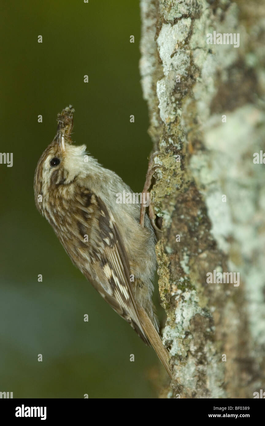 Rampichino (Certhia brachydactyla) Foto Stock