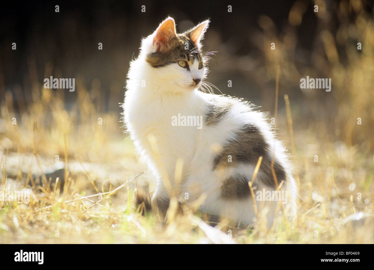Il gatto domestico (felis catus, Felis silvestris), razza: European Shorthair. Adulto seduto in erba secca. Foto Stock