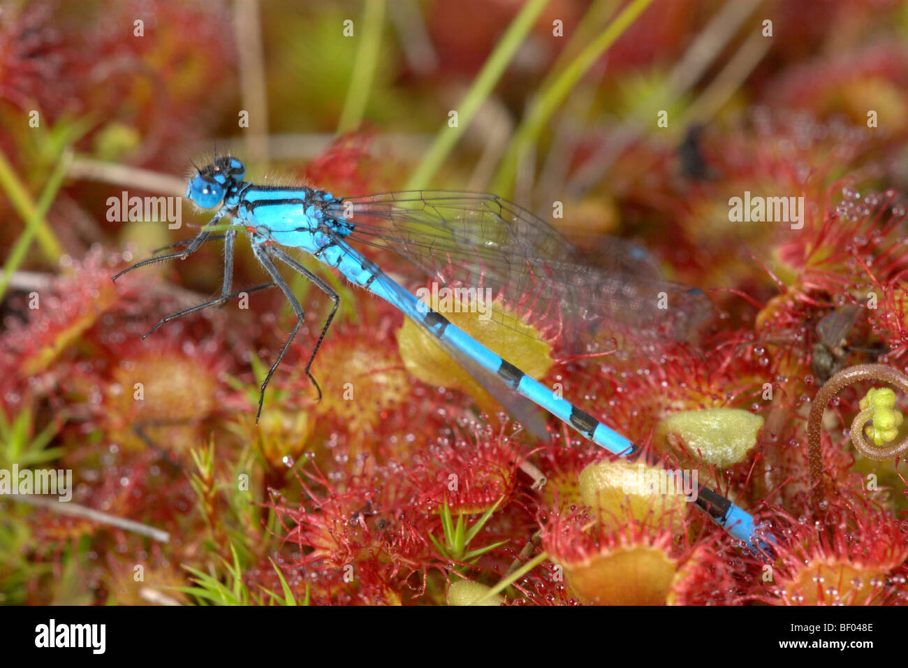 Comune Damselfly blu (Enallagma cyathigerum) intrappolati sulla Sundew comune (drosera rotundifolia) Foto Stock