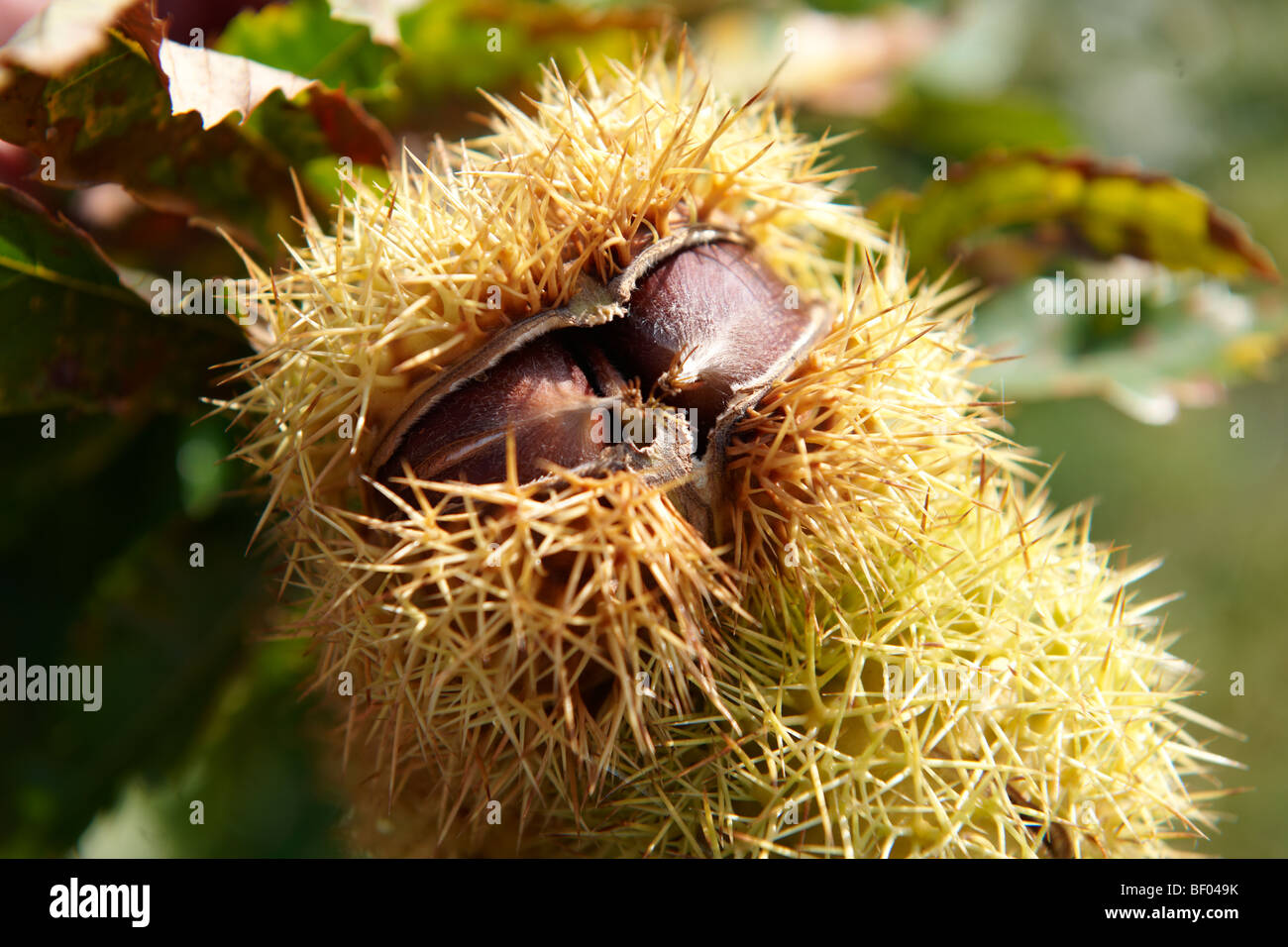 Fresche biologiche Castagne e marroni (Castanea sativa) Foto Stock