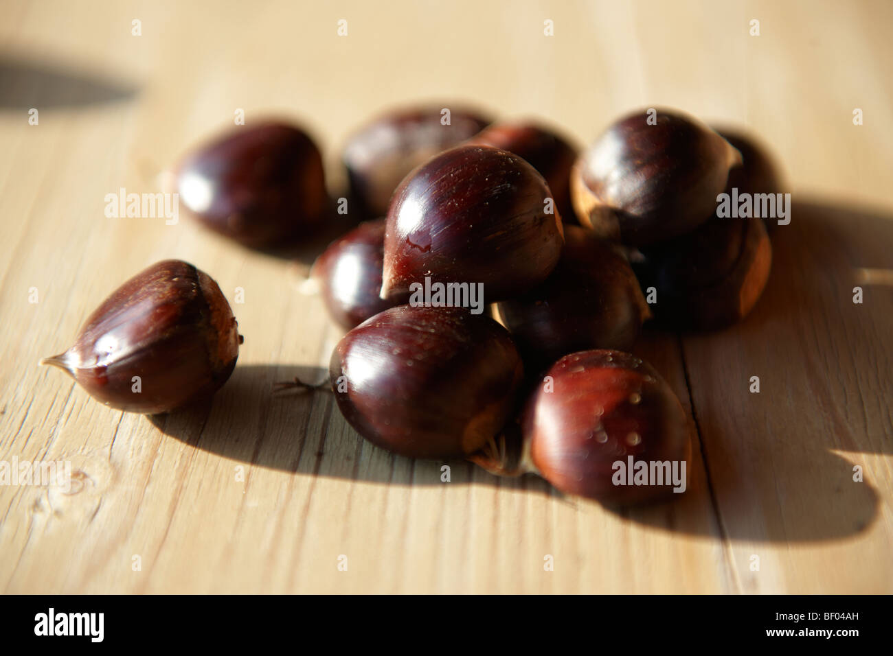 Fresche biologiche Castagne e marroni (Castanea sativa) Foto Stock