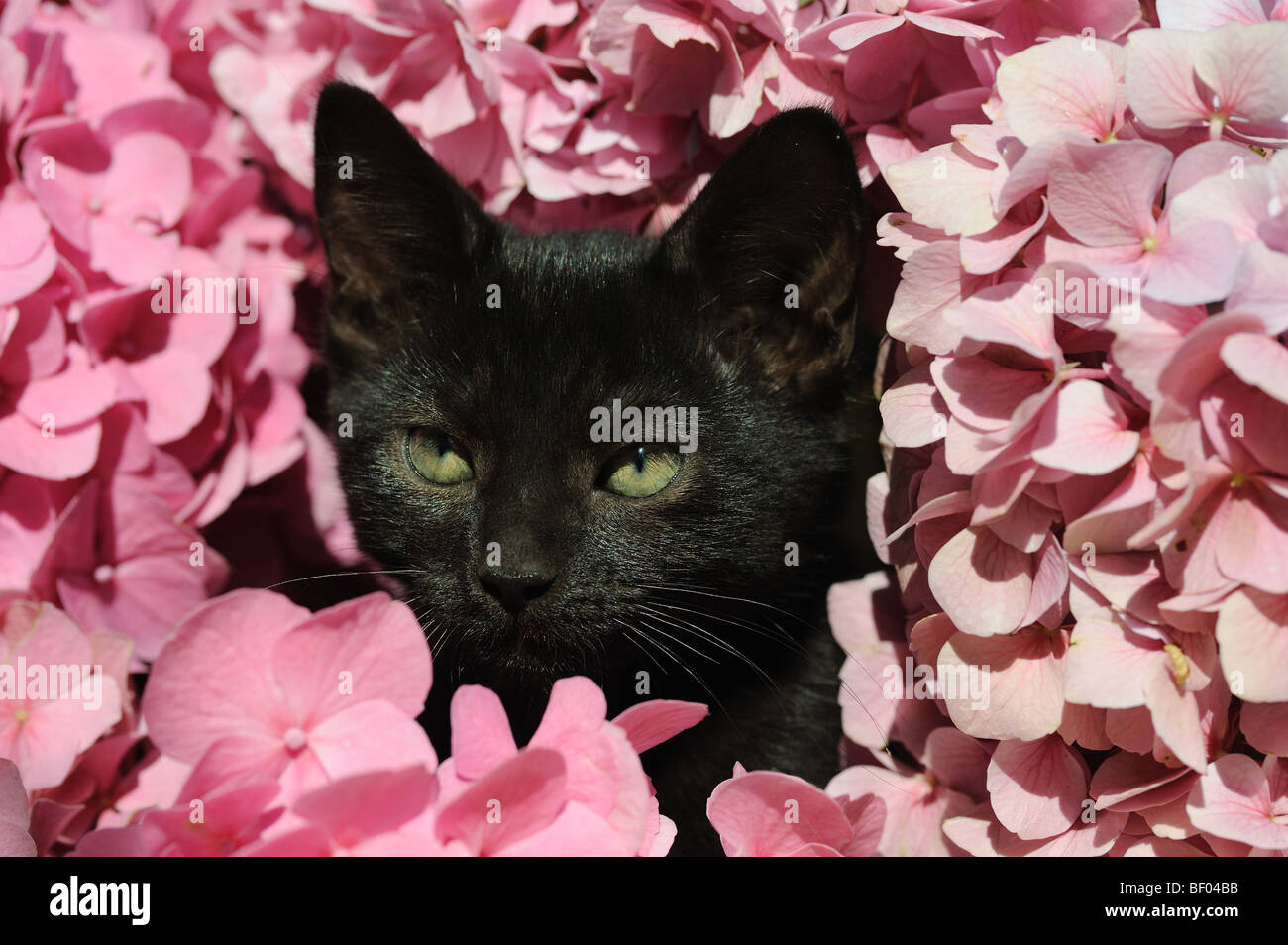 Il gatto domestico (felis catus, Felis silvestris), razza: European Shorthair. Giovane black cat guardando fuori dal Hortensia fiori. Foto Stock