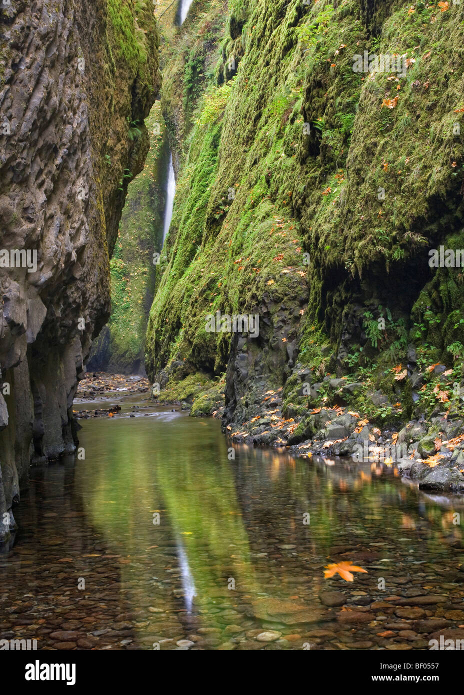 Cascata in una foresta, Oneonta Falls, Oneonta Gorge, Columbia River Gorge, Oregon, Stati Uniti d'America Foto Stock