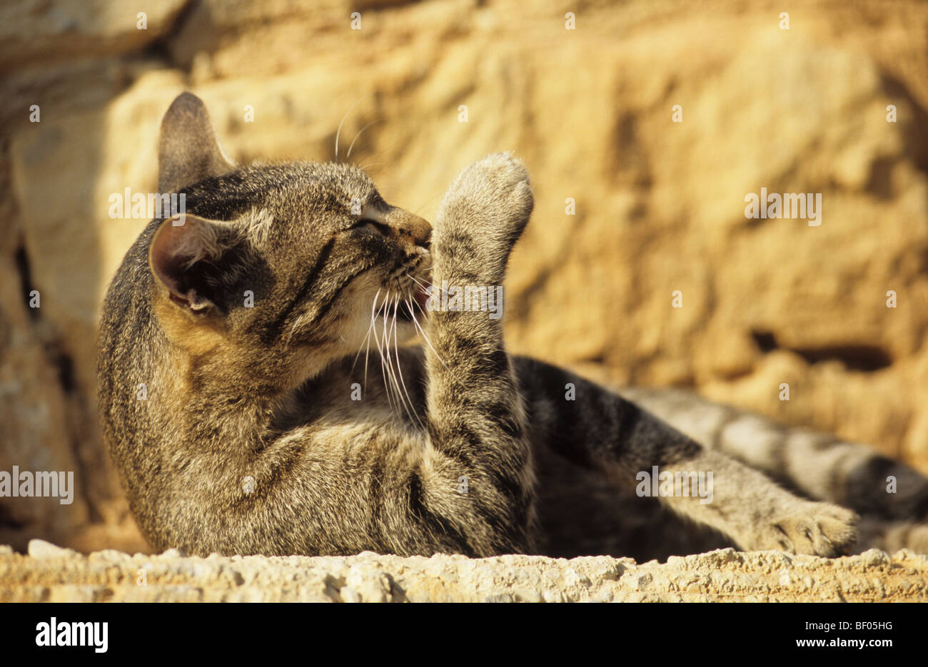 Il gatto domestico (felis catus, Felis silvestris), razza: European Shorthair. Adulto giacente su una parete mentre leccare una zampa anteriore. Foto Stock
