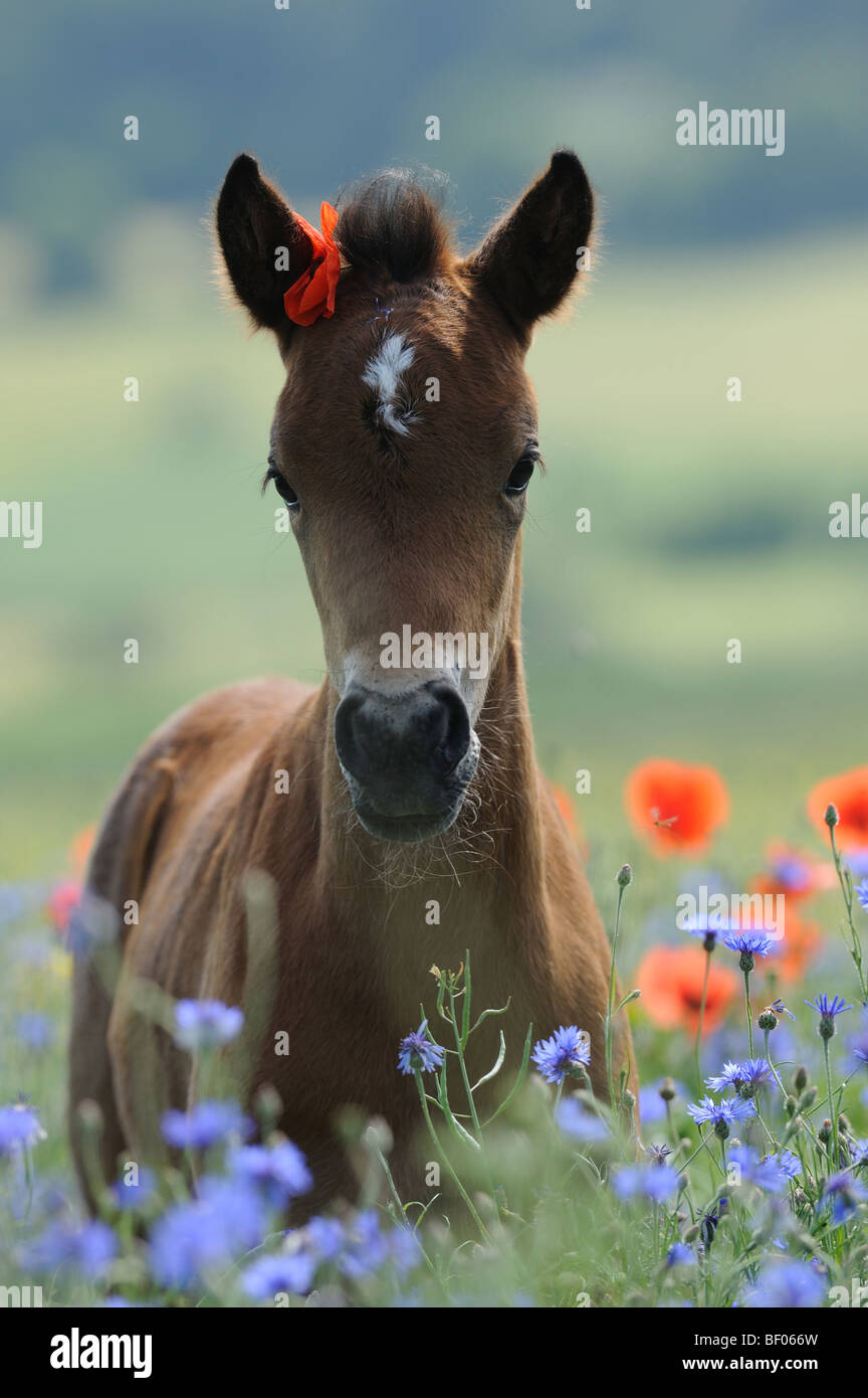 Il tedesco cavalcare pony (Equus caballus). Puledro in piedi in un prato fiorito. Foto Stock
