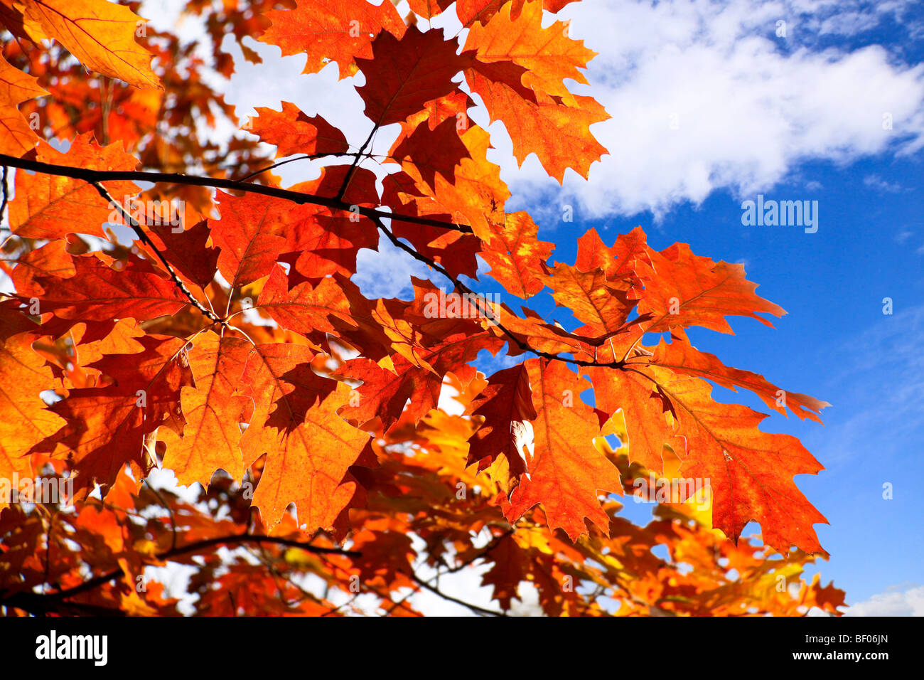 L'autunno è venuto anche Foglie sugli alberi sono diventati di colore rosso e giallo Foto Stock