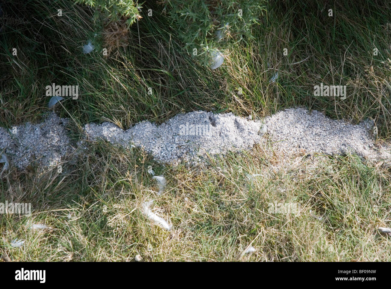 Scattered Ashes Foto Stock