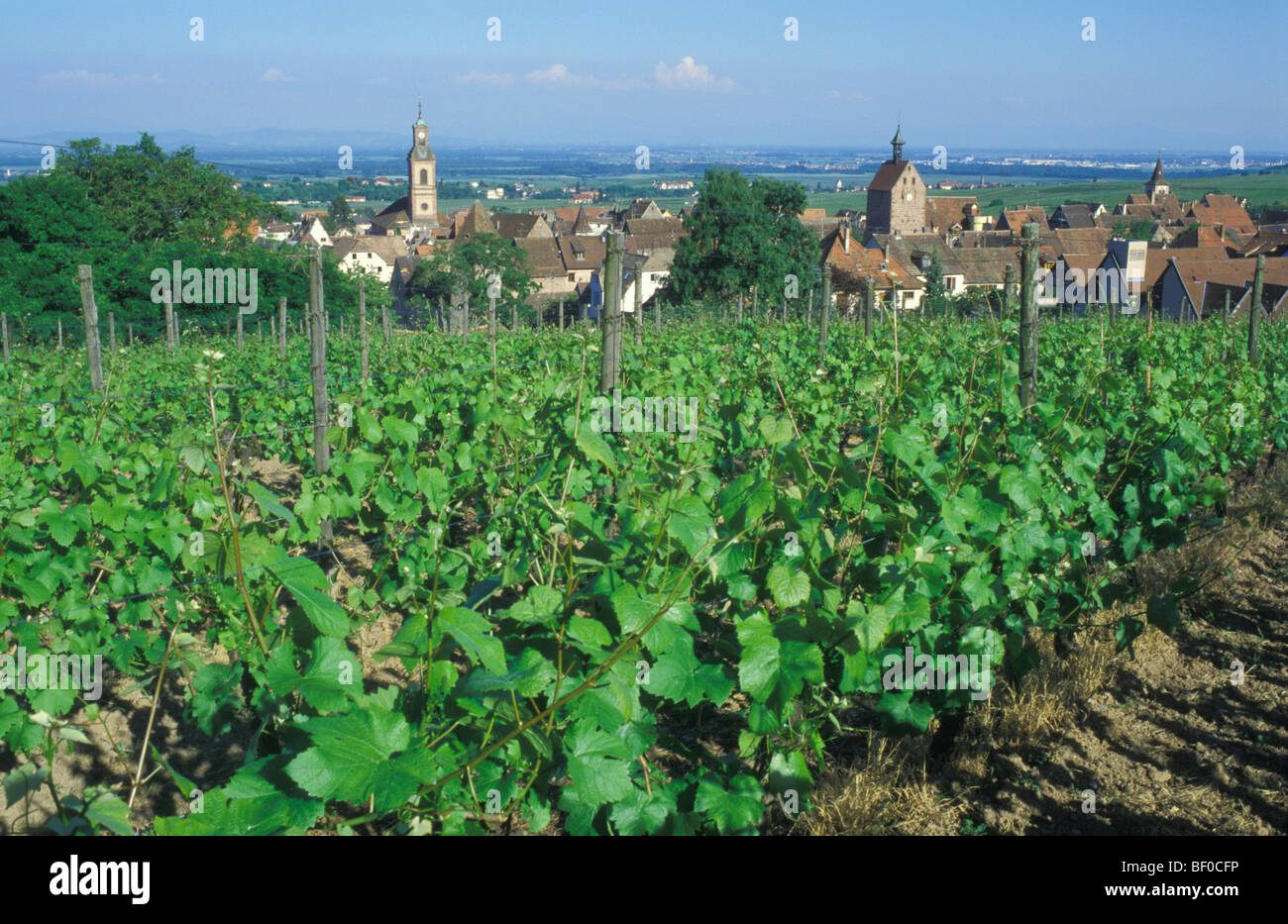 Cityscape, villaggio del vino Riquewihr, Alsazia, Francia Foto Stock