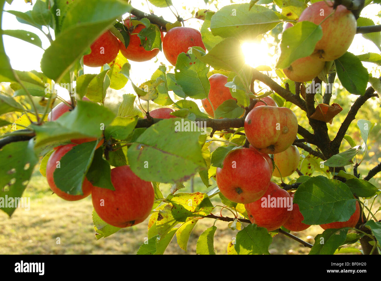 Fresche e mature Red delicious sulla struttura ad albero Foto Stock