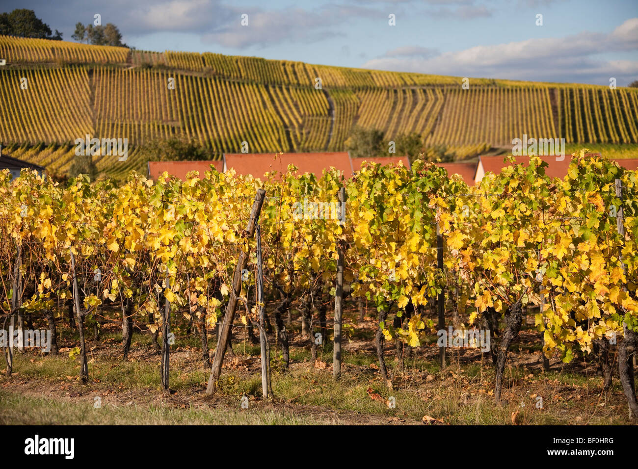 Vigneto Riquewihr paesaggio lungo la Route des vins villaggi, Autunno, Alsace Haut Rhin, Francia 099657 Alsazia Foto Stock