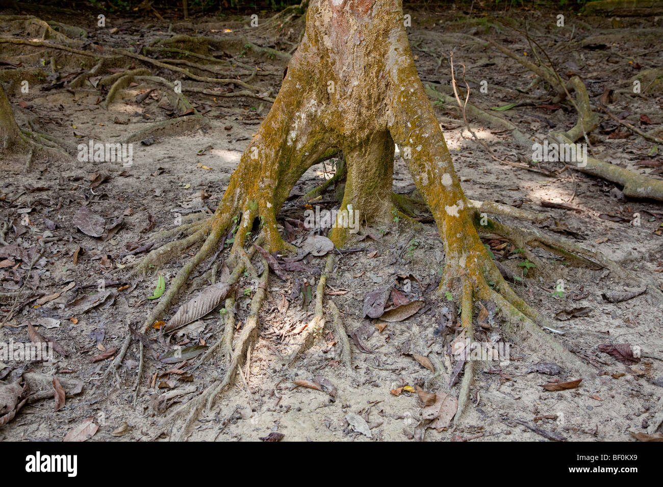 Tropical albero radici esposte a causa dell'antenna erosione di suolo. Malaysia Foto Stock