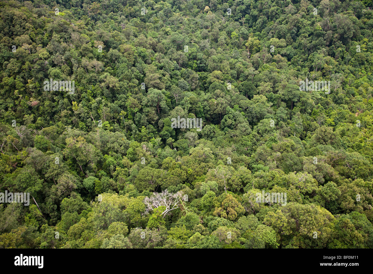 Vista aerea della foresta secondaria tettoia, Malaysia Foto Stock