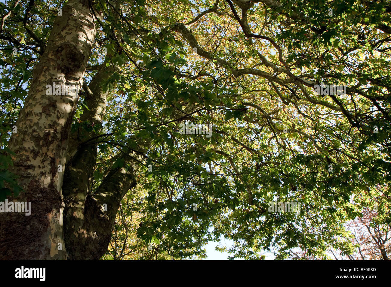 London Plane Tree baldacchino in East Grinstead Foto Stock